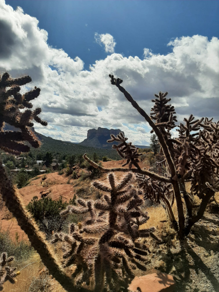 Sedona Cholla Sedona Cholla